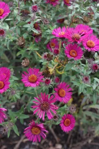 Aster novae-angliae 'Super Rouge'