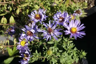 Aster oblongif. 'Raydon's Favourite'