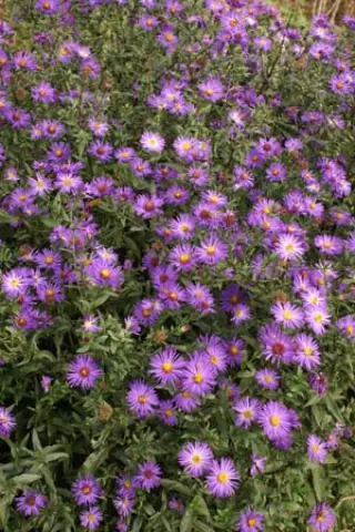 Aster 'Orpheus'