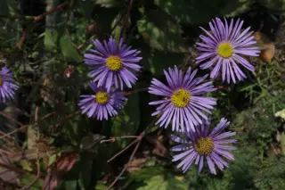 Aster peduncularis