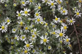 Aster pilosus demotus (tradescantii)