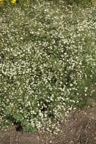 Aster pilosus demotus (tradescantii)