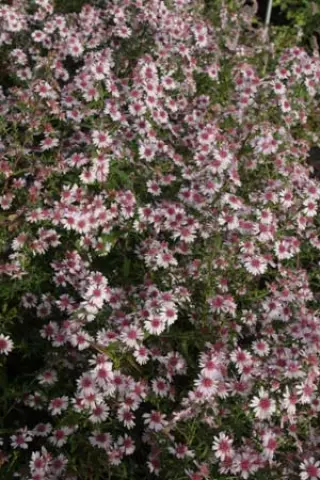 Aster 'Pink Buttons'