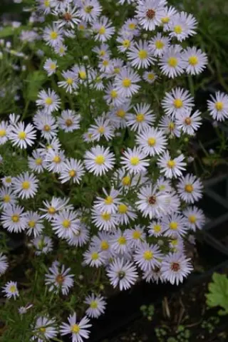 Aster 'Poollicht'