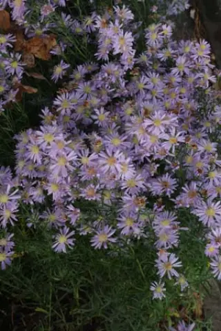 Aster pringlei 'Blue Butterfly'