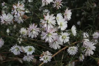 Aster pringlei 'Monte Cassino Double'