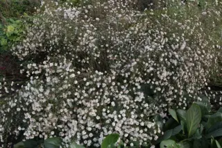 Aster pringlei 'Monte Cassino Double'
