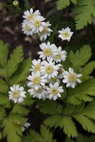 Aster ptarmicoides 'Mago'