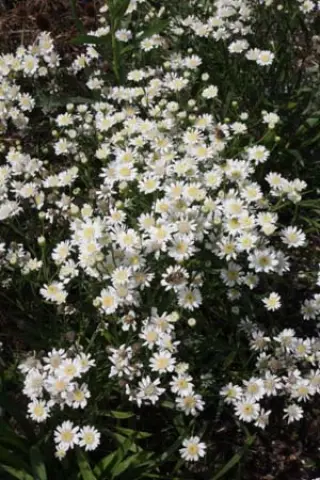 Aster ptarmicoides 'Mago'