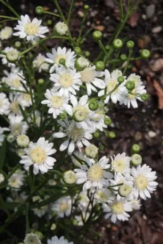 Aster ptarmicoides 'Major'