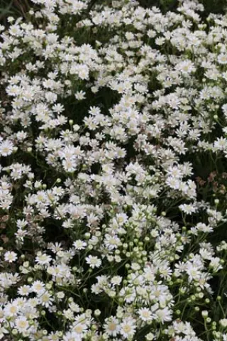 Aster ptarmicoides 'Major'
