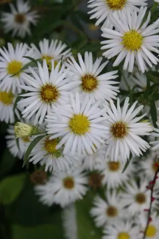 Aster puniceus