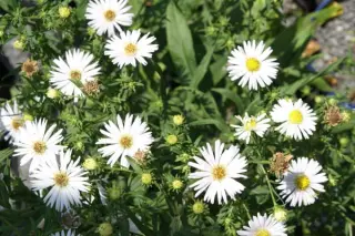 Aster puniceus
