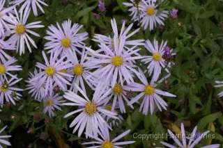 Aster pyrenaeus 'Lutetia'