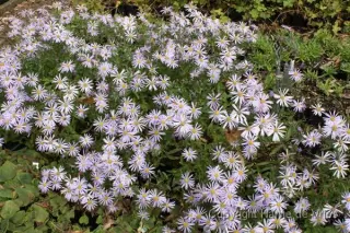 Aster pyrenaeus 'Lutetia'