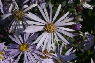 Aster pyrenaeus 'Lutetia'