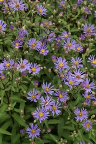 Aster radula