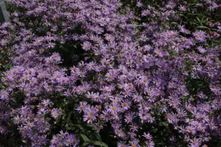 Aster radula
