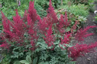 Astilbe 'Radius'