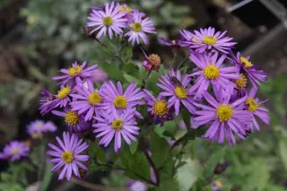 Aster scaber