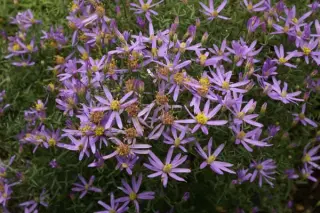 Aster sedifolius 'Nanus'