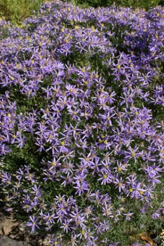 Aster sedifolius 'Nanus'