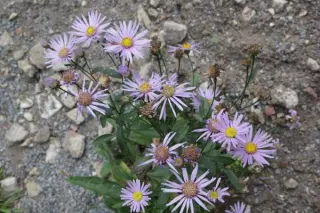 Aster sericeus
