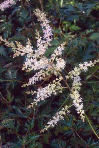 Astilbe simplicifolia 'Inshriach Pink'