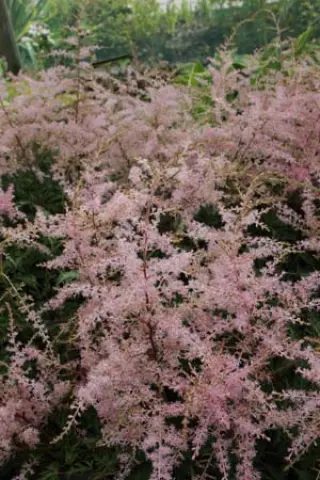 Astilbe simplicifolia 'Sprite'