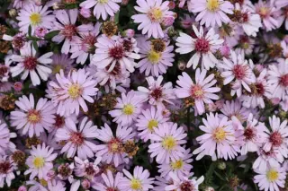 Aster 'Small-Ness'