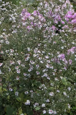 Aster spectabilis 'Île De Montréal'