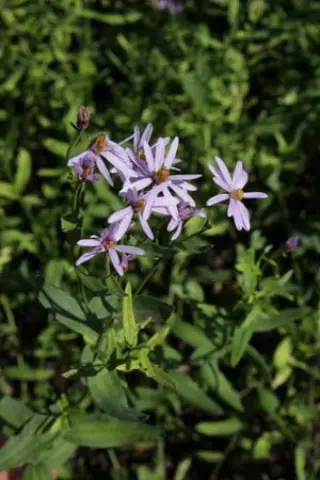 Aster sp. (grijsbladig) = sericeum