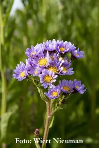 Aster tataricus 'Jindai'