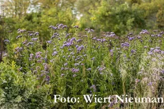 Aster tataricus 'Jindai'