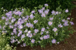 Aster thomsonii 'Nanus'