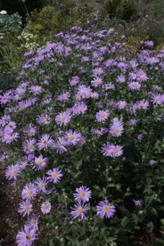 Aster thomsonii (type)
