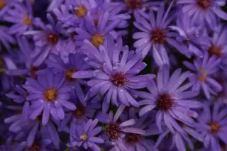 Aster 'Treffpunkt'