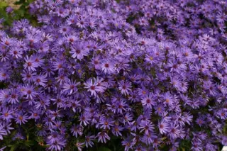 Aster 'Treffpunkt'