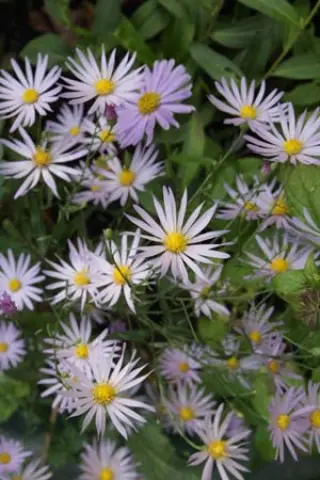 Aster turbinellus 'Leaflet'