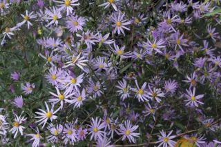 Aster turbinellus 'Leaflet'