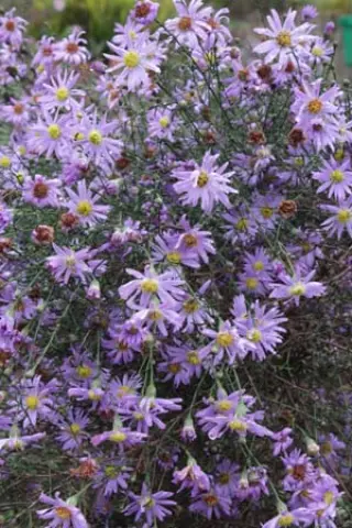 Aster turbinellus hybrid