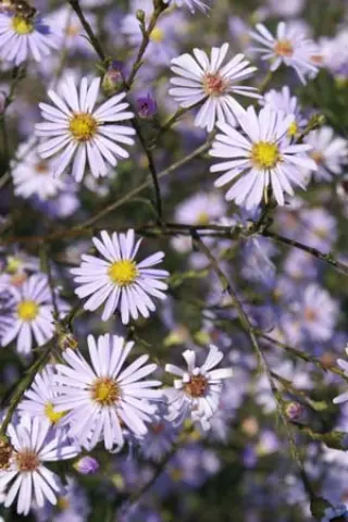 Aster turbinellus