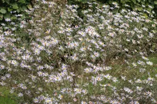 Aster turbinellus (selectie)