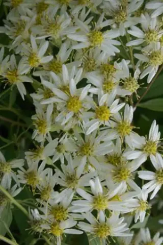 Aster umbellatus 'Weisser Schirm'