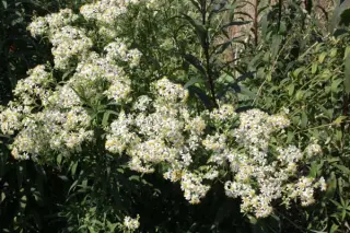 Aster umbellatus 'Weisser Schirm'