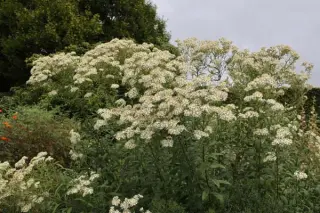 Aster umbellatus 'Weisser Schirm'