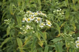 Aster umbellatus (Doellingeria umb.)