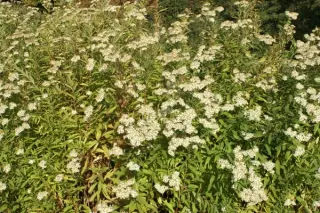 Aster umbellatus (Doellingeria umb.)