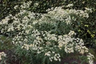 Aster umbellatus (Doellingeria umb.)