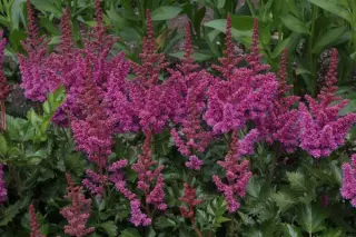 Astilbe 'Visions In Pink'